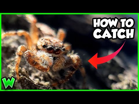 How to Catch Wild Jumping Spiders (FULL GUIDE)