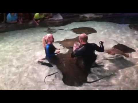 Stingray experience