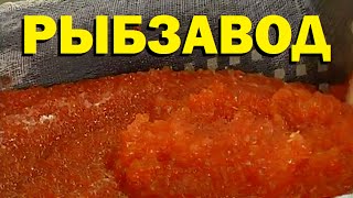 Правила ветеринарно санитарной экспертизы морских рыб и икры