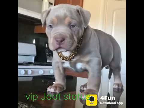 dog whatsapp status | funny dog for love | pitbull status | abdul hameed kurpal #abdulhameedkurpal