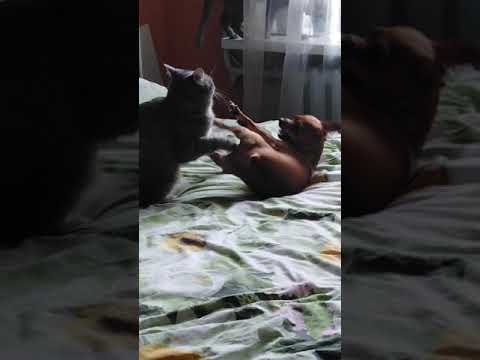 Боня и Петя играют