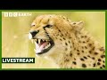 LIVE Top 10 Cheetah Moments BBC Earth