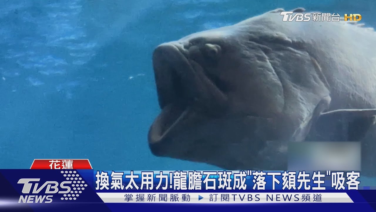 換氣太用力! 龍膽石斑成「落下頦先生」吸客