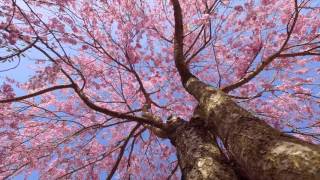 もうすぐ、桜の季節