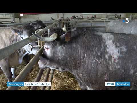 La traditionnelle fête des  bœufs gras de Bazas sans public pour l'édition 2021