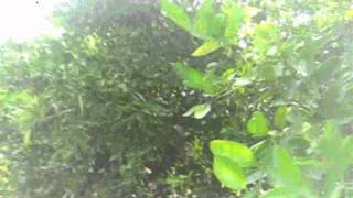 O POMAR DAS LARANJEIRAS MADREDEUS