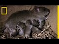 How Two Rats Become 15 000 In A Year National Geographic