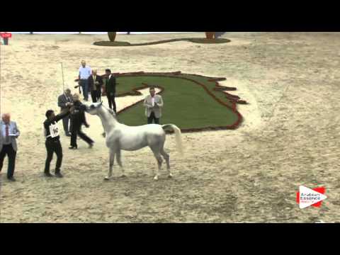 N.142 F.E.’S SAMBA - Sharjah 2016 - 7+ year old Mares (Class 8)