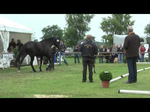 Sudweyher Fohlenschau 2013 - Kat.-Nr. 37