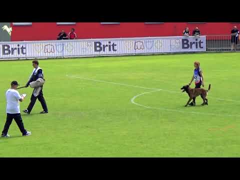 Adonis Na-La Dvor, Czech championship FCI IPO 2018 the best defence, 99 points