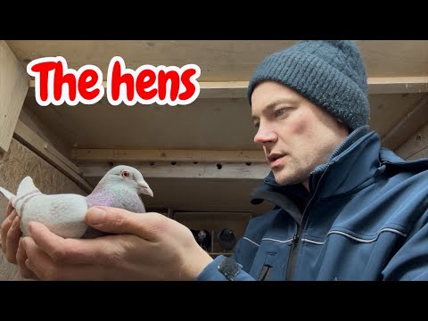Hens & Young Birds: Loft Update 🕊️