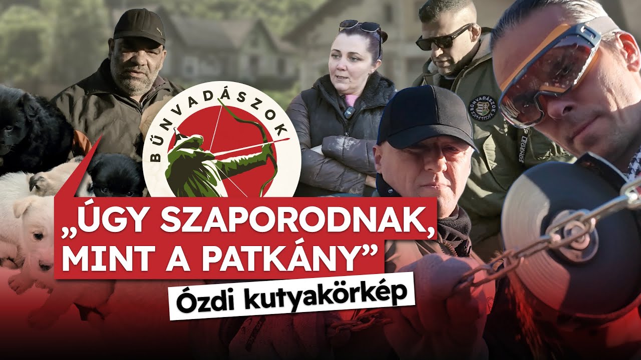 Úgy szaporodnak, mint a patkány" - Ózdi kutyakörkép