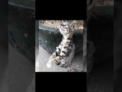 #cat hahha l love my cats #PetsOfTikTok #catsoftiktok #cutemoment #interesting #