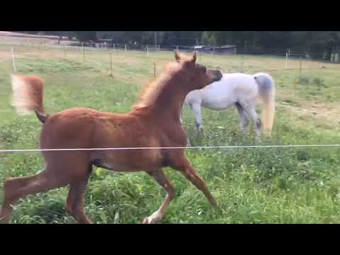 NDA Sameer Al Shams by Jyar Meia Lua