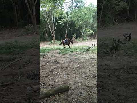, title : 'Bljar2 jumping #horse #kuda #kudamalaysia #horsejumping #fypシ'