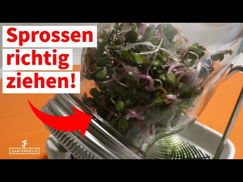 Sprossen richtig ziehen - Anleitung zur Sprossenzucht im Glas