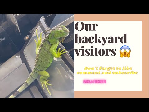 Fighting snake | Iguana in our yard | Essence of nature