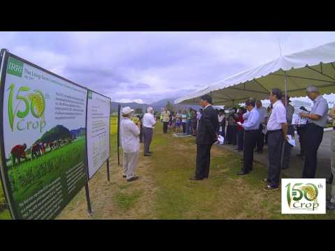 Harvest of 150th crop of IRRI's Long-Term Continuous Cropping Experiment