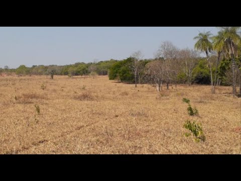 Farm in General Carneiro MT Brazil 💢Total Area 153 Bushels. Being 134 bushels formed 16 divisions.