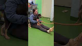 Video preview image #1 Mutt Puppy For Sale in Rustburg, VA, USA