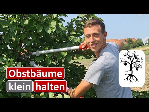 Obstgarten im August - Obstbäume klein halten mit Sommerschnitt - Erntetipps und Leimringe anbringen