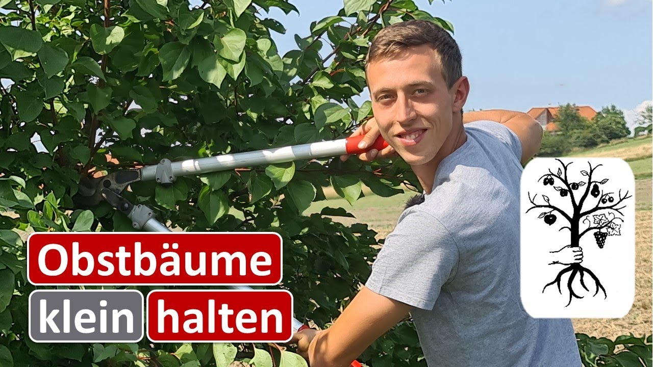 Orchard in August - Keeping fruit trees small with summer pruning - Harvesting tips / glue rings