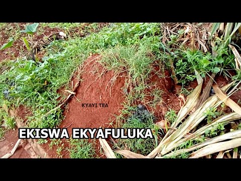 Nkuletedde Ekiswa Ekyafuluka Ekifulura Eddogo Ekitufu Kyekyino