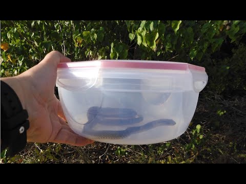 download lagu mp3 mp4 Cayman Snake, download lagu Cayman Snake gratis, unduh video klip Cayman Snake