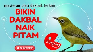 Download lagu PLECI DAKBAL ! suara terapi pleci dakbal untuk menaikan birahi agar cepat gacor mp3 Download lagu PLECI DAKBAL ! suara terapi pleci dakbal untuk menaikan birahi agar cepat gacor mp3