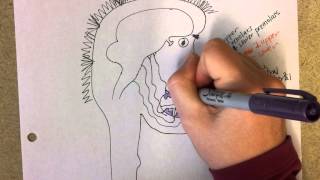 Teeth, Tongue, and Spit