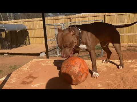 Troy Is A Warrior. Stand Clear of the Red Pitbull!