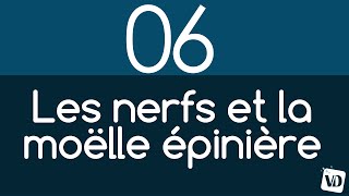 Vignette de Les 43 paires de nerfs