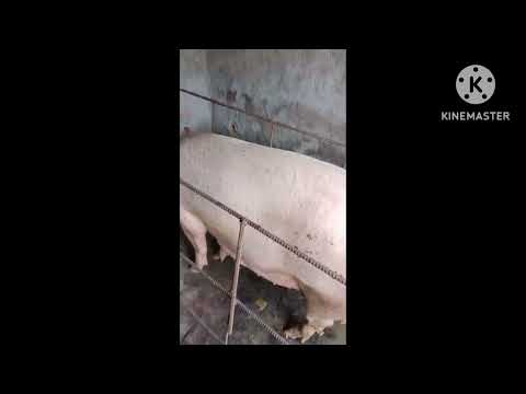 , title : 'PREGNANT FEMALE PIG (BREED : LANDRACE), #WHITE GOLD PIG FARMING'