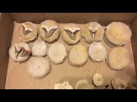 Potentially Associated Fossil Snaggletooth Shark Teeth and Vertebrae from SC