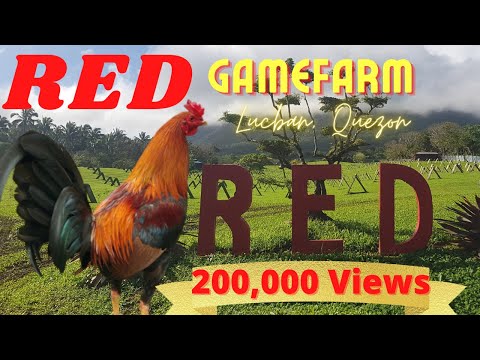 RED GameFarm | 5K Sweater TRIO | Meet Kuya Edwin Arañez  | Poultry Bands |Manok na Pula |Travel