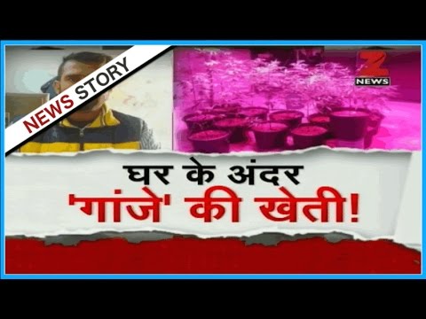 download lagu mp3 mp4 Cannabis Seeds India, download lagu Cannabis Seeds India gratis, unduh video klip Cannabis Seeds India
