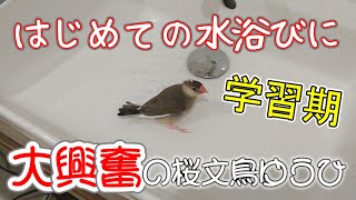 文鳥の学習期にいろいろ体験させる重要性
