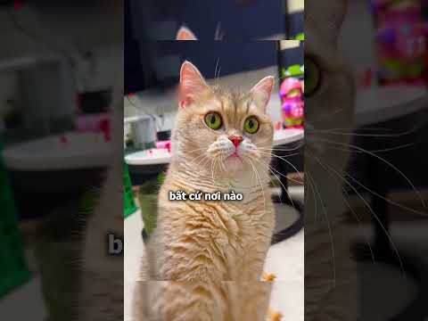 Cô Chủ Đã Trở Thành Tỷ Phú Nhờ Chú Mèo Này  #laqualatv