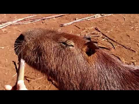 Sítio das capivaras, grandes roedores, animais fantásticos, som maravilhoso