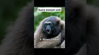Download lagu suara monyet unik part 7 mp3