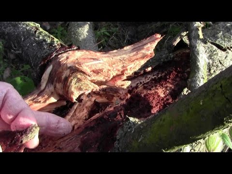 CONIFERE: come utilizzarle al meglio - Diario del Campo Base