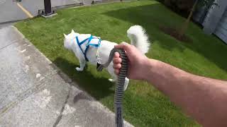 Husky Loves to Pull Me on Rollerblades 🥰