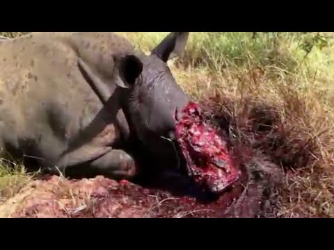 A rap for rhinos