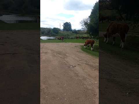 PAISAJE SUREÑO ARROYO CAMPANERO GRANDE BALNEARIO CAMPANERO LAVALLEJA URUGUAY #santalucia#rio#
