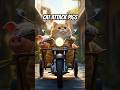 Orange Cat Attacks Pigs Then Cooks Them For Dinner Catfunny Catattack Pigs Catlovers Storycats