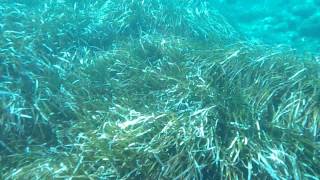 preview picture of video 'Nikon Coolpix S31 underwater at Favignana's Island - Sicily August 2013'