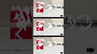 - イガク歌ってみたを声だけにするとこうなる #shorts