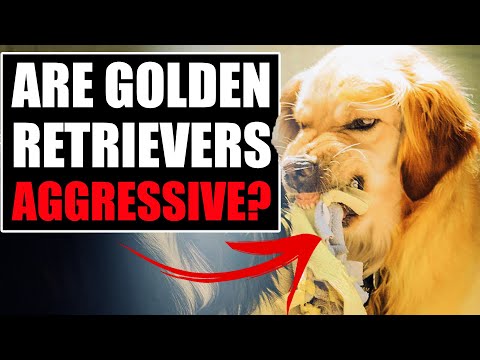 3rd YouTube video about are golden retrievers aggressive