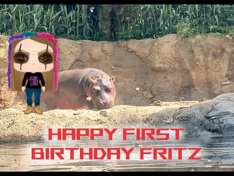 MAMA J WISHES FRITZ THE CINCINNATI ZOO HIPPO COVE ... FRITZ FIRST BIRTHDAY
