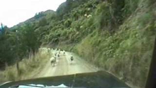 preview picture of video 'Sheep Hog Road at Wanganui'